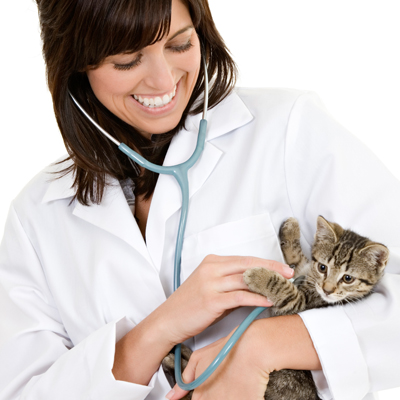 Doctor Examining Kitten